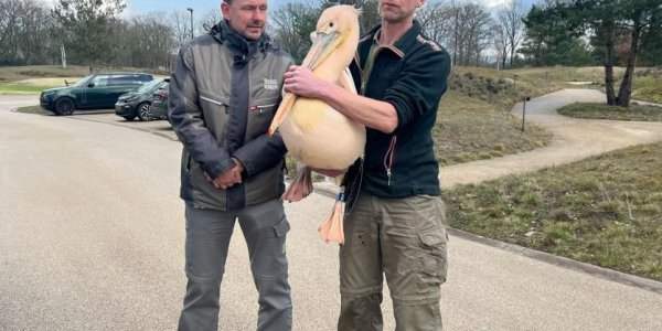 Prison break chez les animaux et un lézard nommé Van Gogh