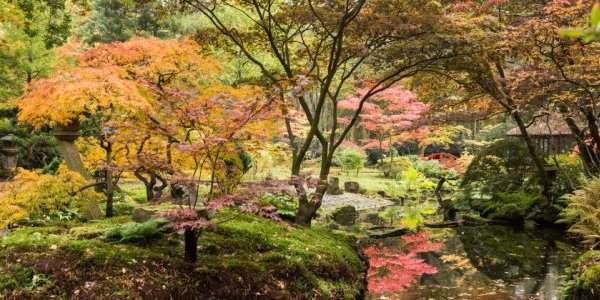 Japanse Tuin - Du 15 au 30 octobre 2022