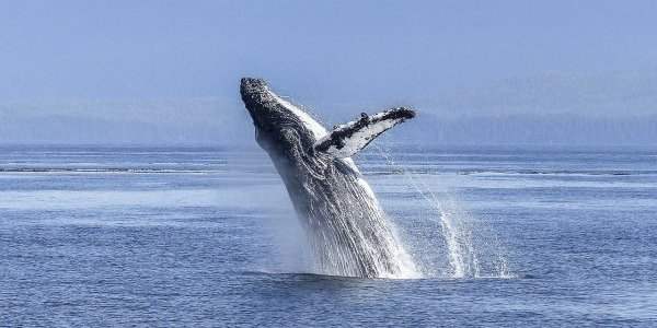 Une baleine à bosse au large de La Haye