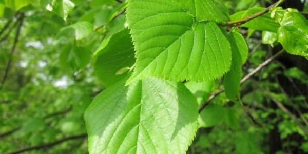 Insolite : ici, on vaccine les arbres