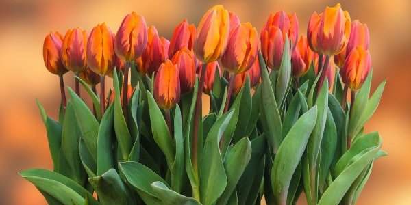 C'est le printemps !