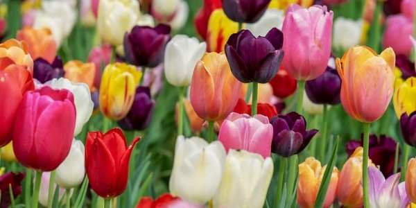 Journée des tulipes, un avant-goût de printemps