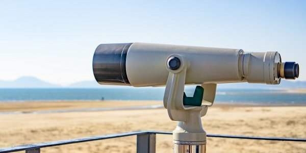 Des animaux pas courants sur les côtes néerlandaises