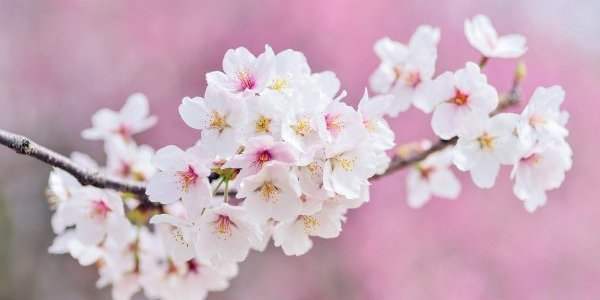 Les cerisiers en fleur de Bloesempark à Amstelveen