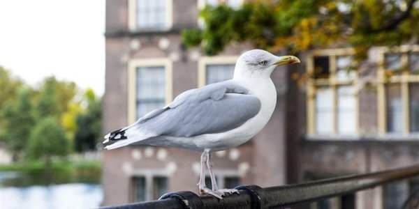 Mouette à La Haye - Cohabitation printanière...