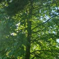 Les arbres de La Haye
