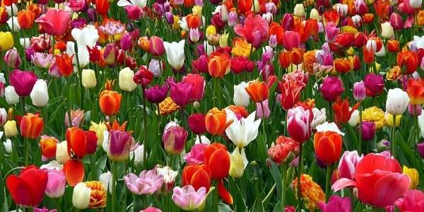 Tulpenfestival - Avril et mai 2022