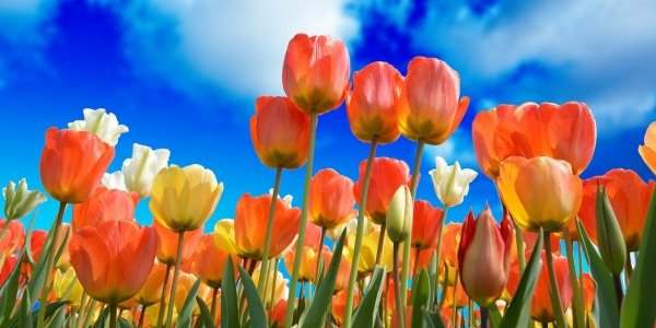 La tulipe, c'est fini !