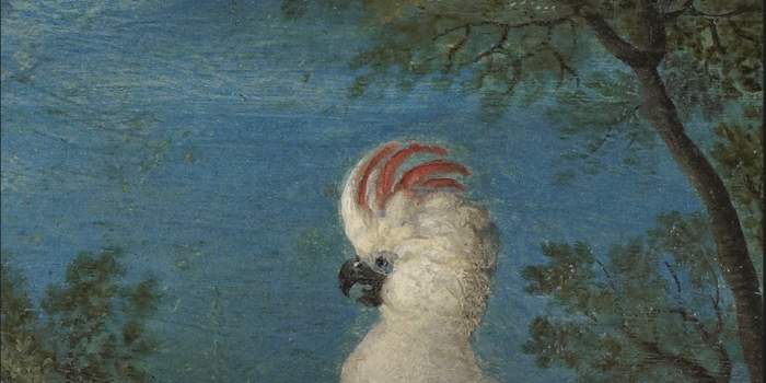 Exposition "Le monde merveilleux de Roelant Savery" @ Mauritshuis - La Haye