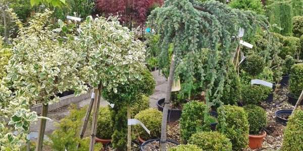 Obtenez un arbre gratuit