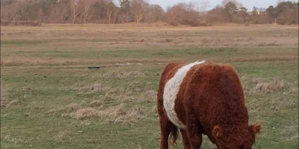 La réserve naturelle de Harstenhoek