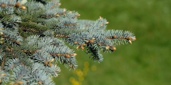 Acheter un sapin
