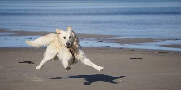Chien autorisé sur la plage - Du 1er octobre 2022 au 15 mai 2023