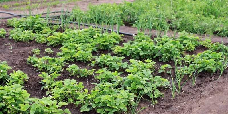 Potagers municipaux