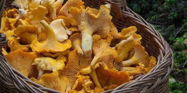 L'automne oui, mais sans cueillette de champignons