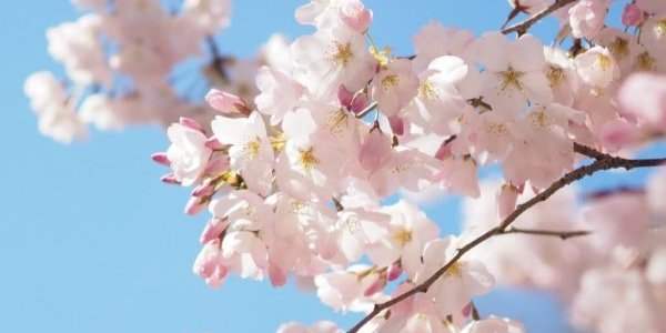 Flower to the people