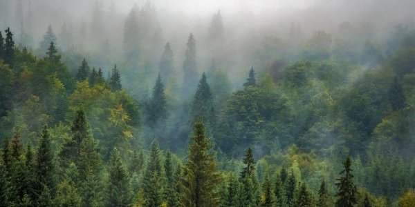 Europe, Pays-Bas et forêt
