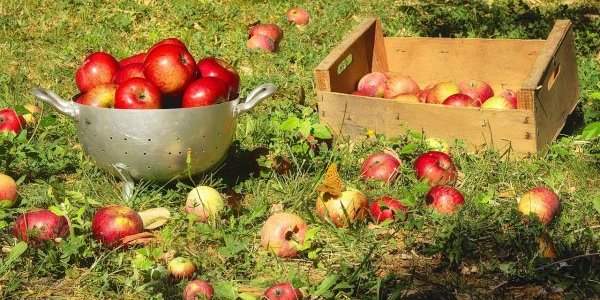 Cueillette de pommes - Septembre et octobre 2022 