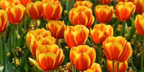 C'est la saison des tulipes