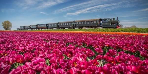 Admirez les tulipes en tram à vapeur à Hoorn