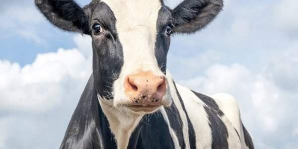 Mort aux vaches !