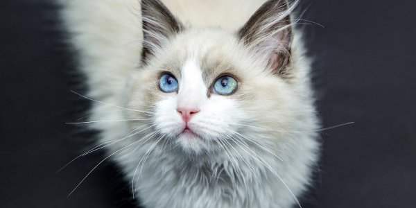 Faites pucer vos chats