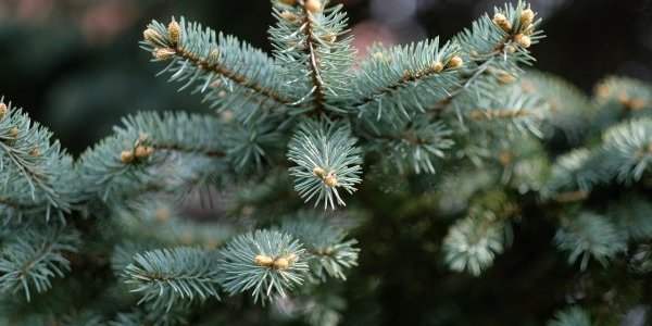 Que faire de son sapin après Noël ?