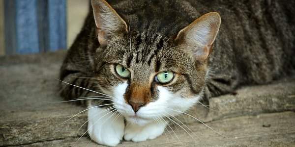 Une puce gratuite pour identifier les chats