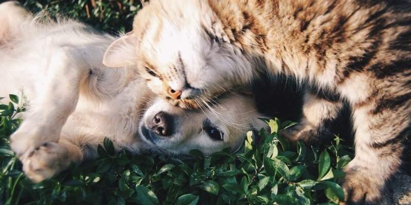 Animaux à La Haye